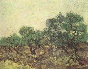Vincent Van Gogh Olive Picking (nn04) Germany oil painting reproduction